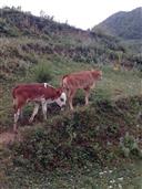 贵州省,遵义市,习水县,仙源镇,大獐村