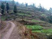 重庆市,万州区,熊家镇,松柏村