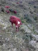 贵州省,遵义市,习水县,仙源镇,大獐村