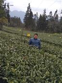 牟家村 开始加工茶叶了，有需要的电话联系18080588770
