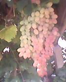 甘肃省,武威市,古浪县,海子滩镇,土沟井村