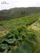 槐子坪村 桃岩头村风景