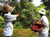 重庆市,万州区,铁峰乡,吉安村