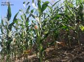 呼家河村 农作物：玉米，呼国强摄