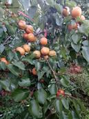 左樟村 又是一个甜杏成熟的季节