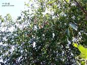 黄家岔村 村民家中会栽种不同的果树，秋季的时候可以来一饱口福。