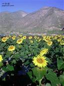 甘肃省,白银市,靖远县,乌兰镇,烟洞村