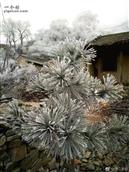 甘肃省,陇南市,礼县,湫山乡,包山村