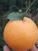青龙村 青龙主产柑橘，葡萄！