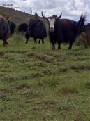 四川省,宜宾市,屏山县,夏溪乡,南坪村