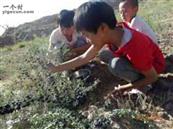 甘肃省,白银市,靖远县,东升乡,新寨村