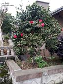 重庆市,酉阳县,黑水镇,大泉村