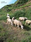 上蒋村 上蒋村养殖厂出售大羊，小羊天然牧养绿色产品。