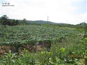 四川省,绵阳市,盐亭县,石牛庙乡,荆灵村