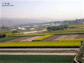 甘肃省,天水市,武山县,洛门镇,旱坪村