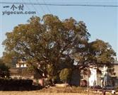 江西省,景德镇市,浮梁县,勒功乡,白茅村