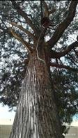老贺庄村 老贺庄学校里的古柏树，有100多年了