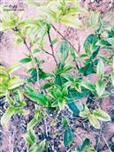 菖蒲塘村 老品种本地茶树
