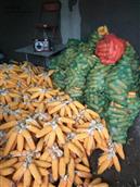联庄村 丰收的玉米