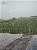 河北省,邯郸市,大名县,北峰乡,前北峰村