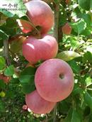 甘肃省,白银市,靖远县,兴隆乡,马尾村