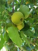 甘肃省,白银市,靖远县,兴隆乡,马尾村