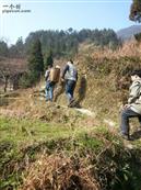 重庆市,南川区,金山镇,金狮村