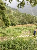 重庆市,南川区,金山镇,金狮村