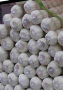 邢北村 优质的邢口北村大蒜，销往世界各地，欢迎前来订购。