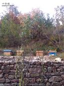 平顶峪村 蜜蜂养殖