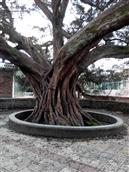 杨梅村 杨梅村的古树。