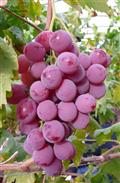 上石槽村 红提葡萄，每年9月份左右成熟。咨询电话18700370715