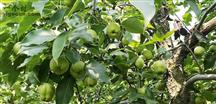 上石槽村 六月酥早熟梨，每年6月份成熟，咨询电话18700370715