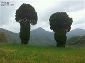 川坪村 两棵百年老树