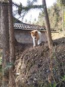 白沙驿村 这是在村里一个农户家里的小狗狗，有木有觉得狠阔爱了