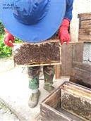 白沙驿村 村里的养蜂人，一直以诚信为主，力求收割纯度最高的土蜂蜜，希望家乡的天然土蜂蜜能够早日走出大山