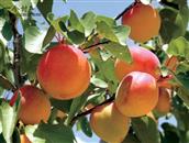 甘肃省,定西市,通渭县,榜罗镇,张坪村