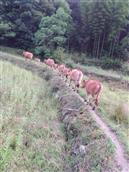 大崎山村 这是我村大自然留下的一片净土