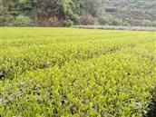 屏岫村 屏岫的主要经济作物茶叶，生产于海拔600与800米之间，纯天然无污染，原生态种植，主要剩产龙井品种有:乌牛早、土龙井、西湖龙井、白茶。口感清香，有豆香味。