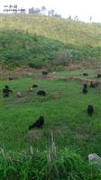 阳堂村 常年有放牧黑山羊出售17711649919