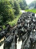 阳堂村 常年有放牧黑山羊出售17711649919