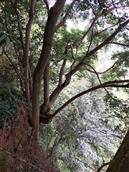 四川省,成都市,双流区,合江镇,丹景山村