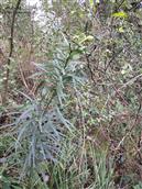 四川省,成都市,双流区,合江镇,丹景山村