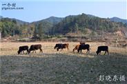 广东省,揭阳市,揭西县,五云镇,赤告村