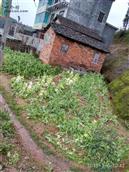 湖南省,株洲市,茶陵县,马江镇,浪滩村