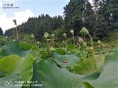 贵州省,黔东南州,锦屏县,平略镇,平敖村