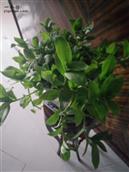 安徽省,安庆市,望江县,高士镇,箭坝村