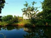 安徽省,安庆市,望江县,高士镇,箭坝村