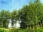 安徽省,安庆市,望江县,高士镇,箭坝村