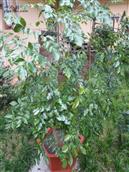 安徽省,安庆市,望江县,高士镇,箭坝村